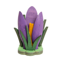 Krokus lila
